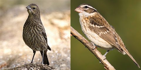 Identify the Brown, Streaky, Juvenile Songbirds of Summer With These ...