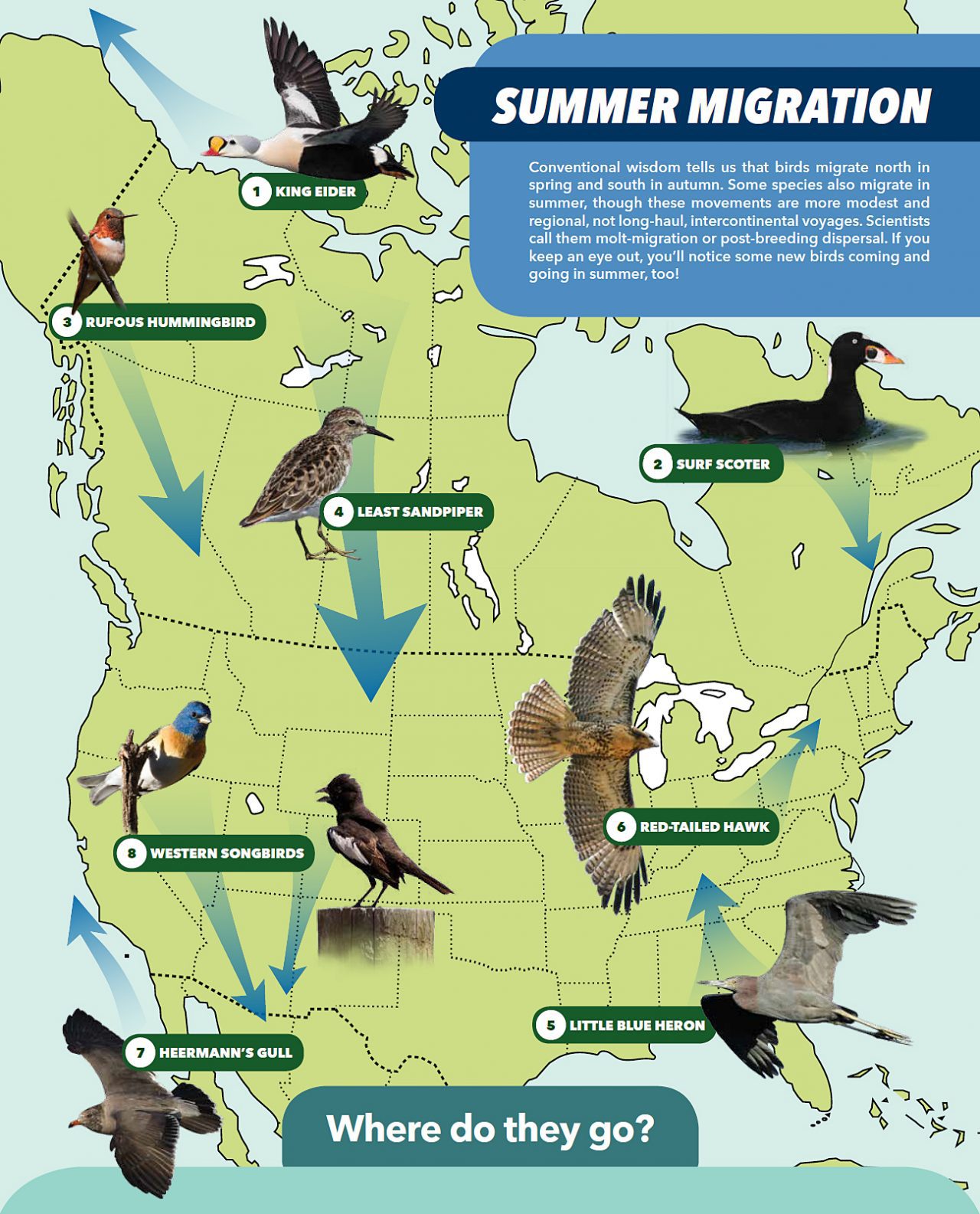 Bird Migration Worksheet
