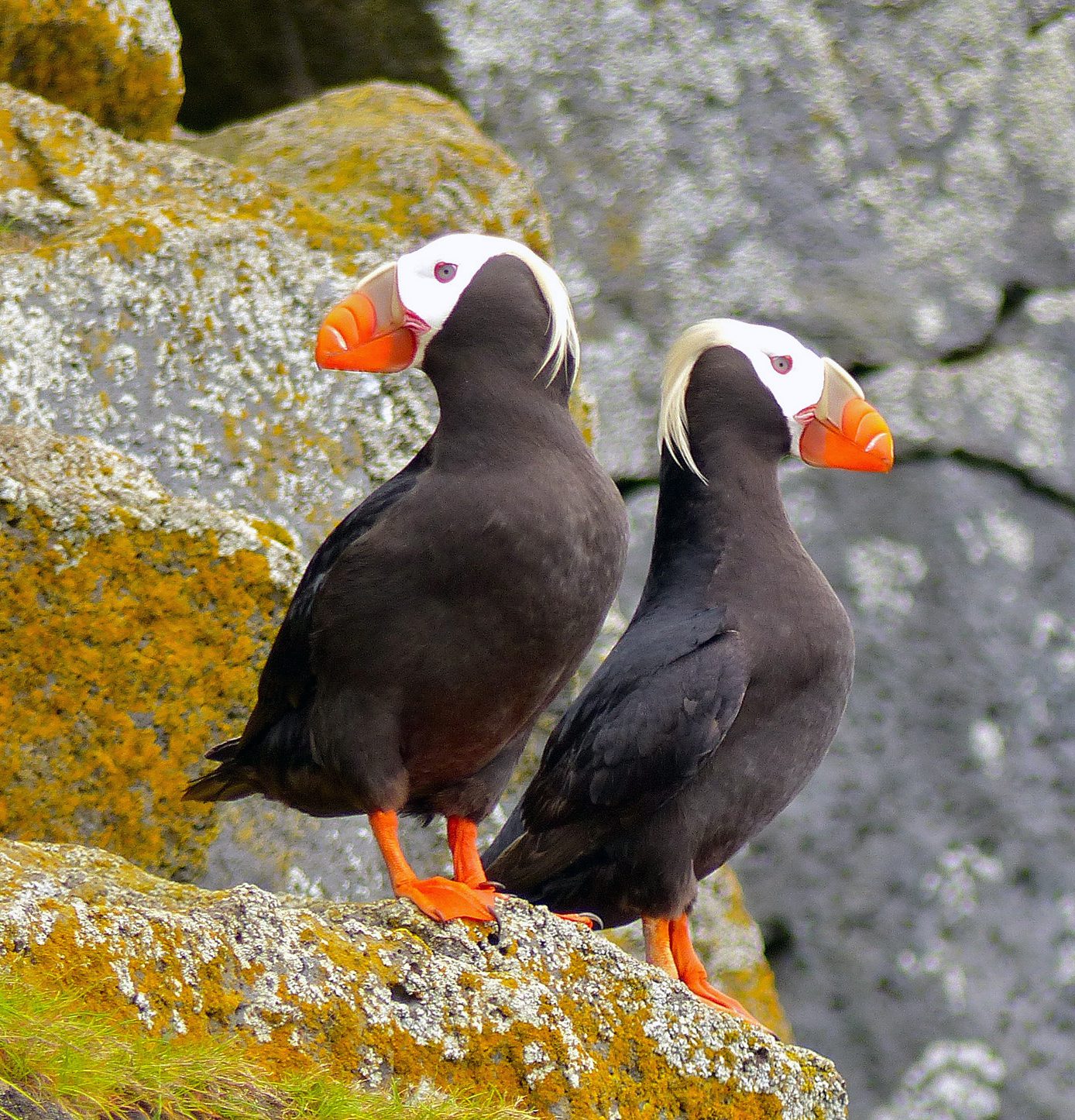 Tufted Puffins by Wendy R Fredericks via Birdshare.