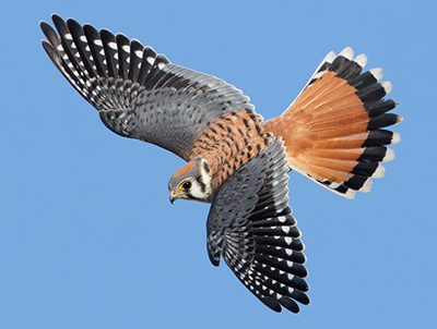 Little Tough Guys: The World's Small Raptors