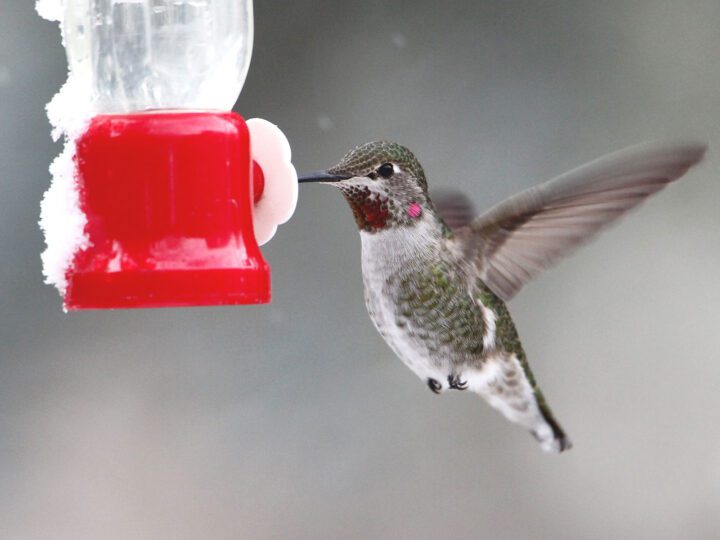 Feeding Birds | All About Birds