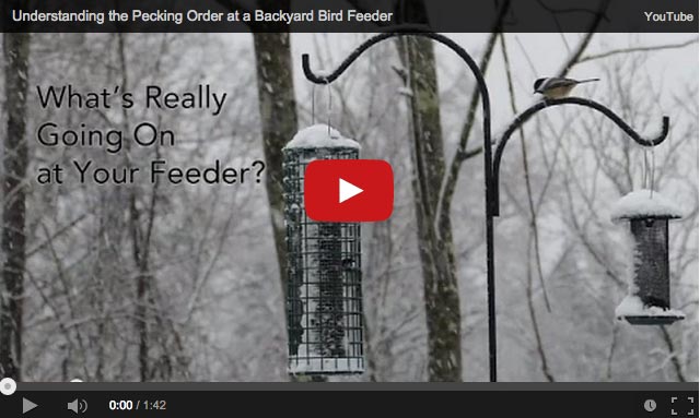 Power Struggles Are Playing Out At Your Feeder Here S What To Look