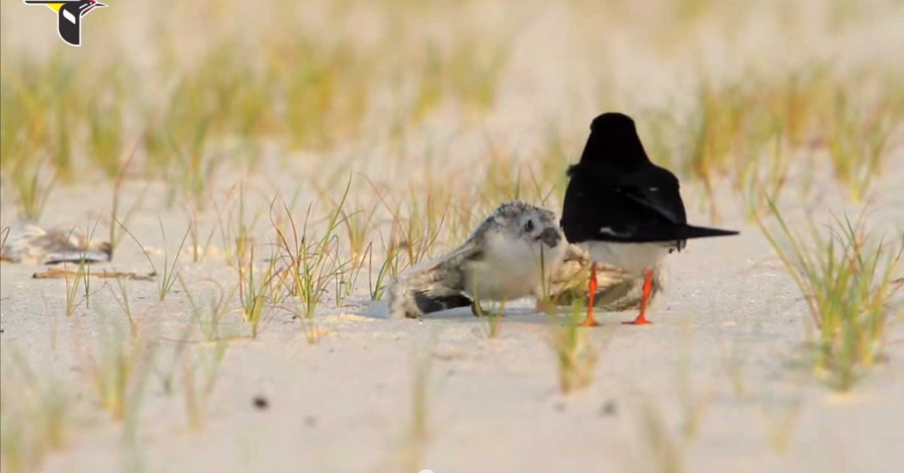 Black Skimmer chick begging for food