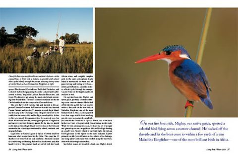 On Safari in the Okavango Delta of Botswana | Living Bird | All About Birds