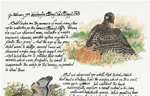 Naturalist’s Notebook: Red-tailed Hawk Plays Defense | Living Bird ...