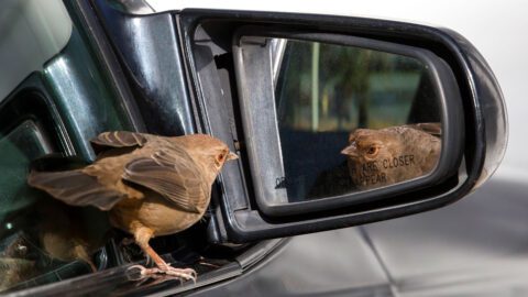 A bird keeps flying into my window or car mirror, on purpose. What ...