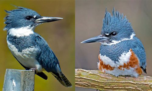 Why do female Belted Kingfishers have an extra rust-colored “belt