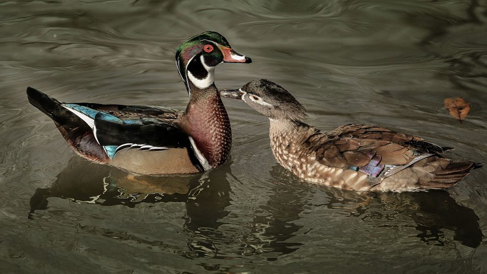 Two courting Wood Ducks by Jeff Hebert