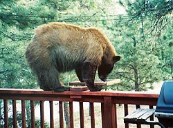 black bear on deck eating from bird feeder