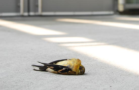 Why Birds Hit Windows—and How You Can Help Prevent It
