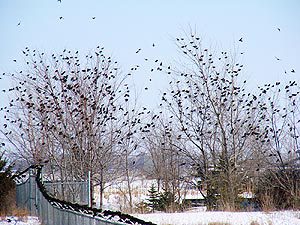 starling flock in backyard trees