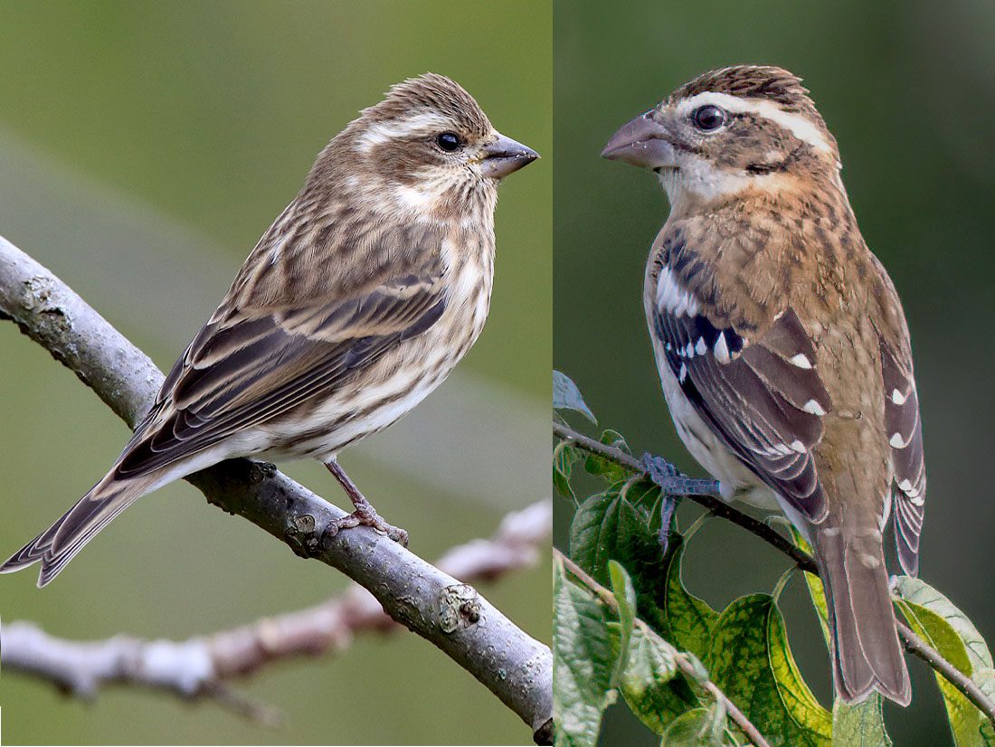 Online bird guide, bird ID help, life history, bird sounds from Cornell ...