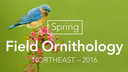 Spring Field Ornithology class