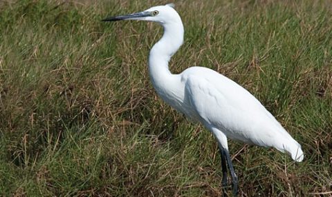 How to Identify White Herons | All About Birds