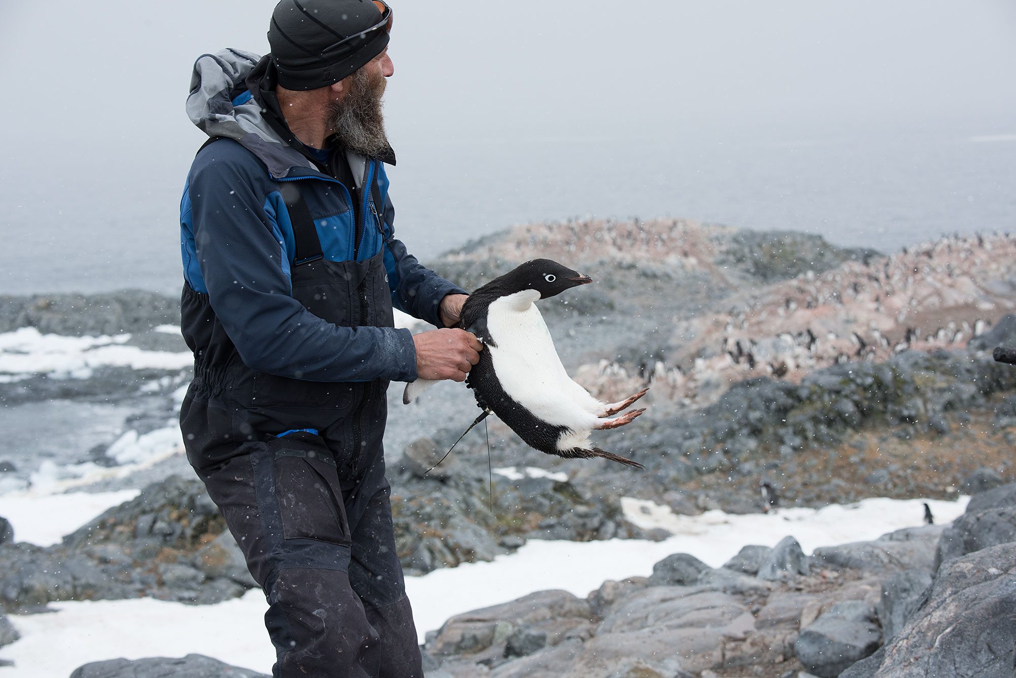 On the Antarctic Peninsula, Scientists Witness a Penguin Revolution ...