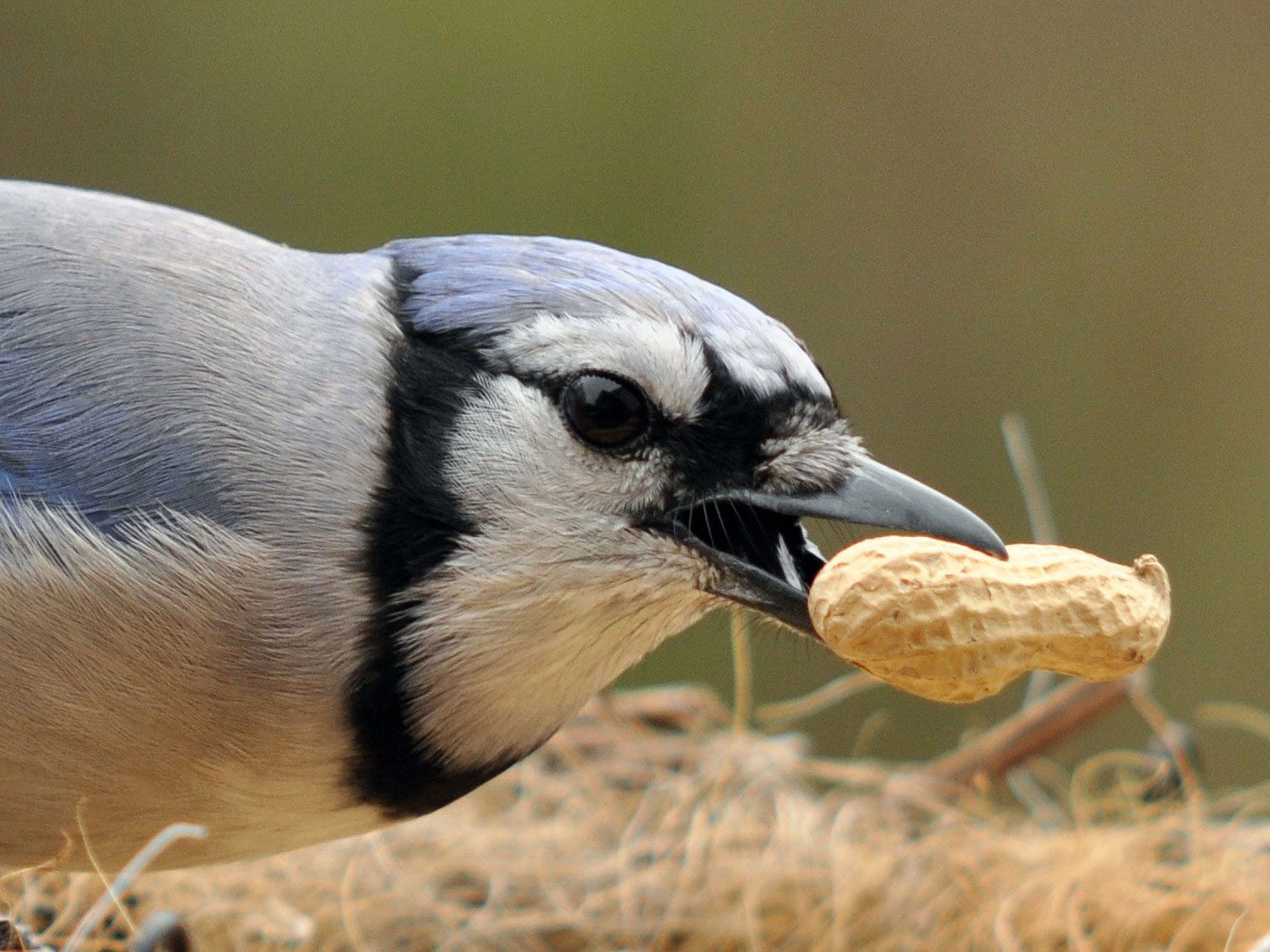 Where Is That Bird Going With That Seed? It's Caching Food for