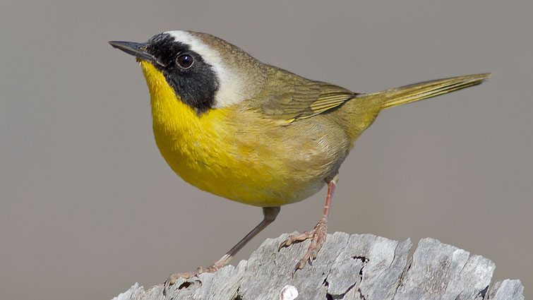 Common Yellowthroat by Ganesh Jayaraman via Birdshare