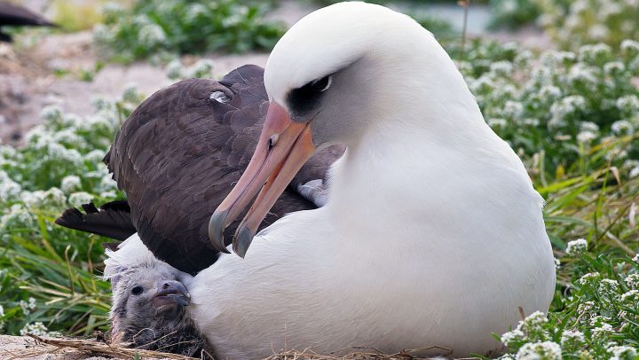 Wisdom, Laysan Albatross Super Mom, Is 73 And Still Going Strong | All ...