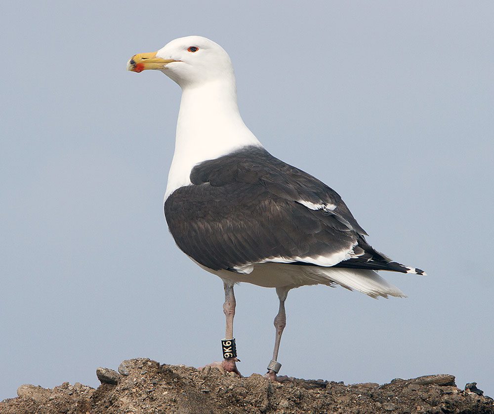 Gray and white bird with a yellow bill with a red dot on it, stands on a rock.