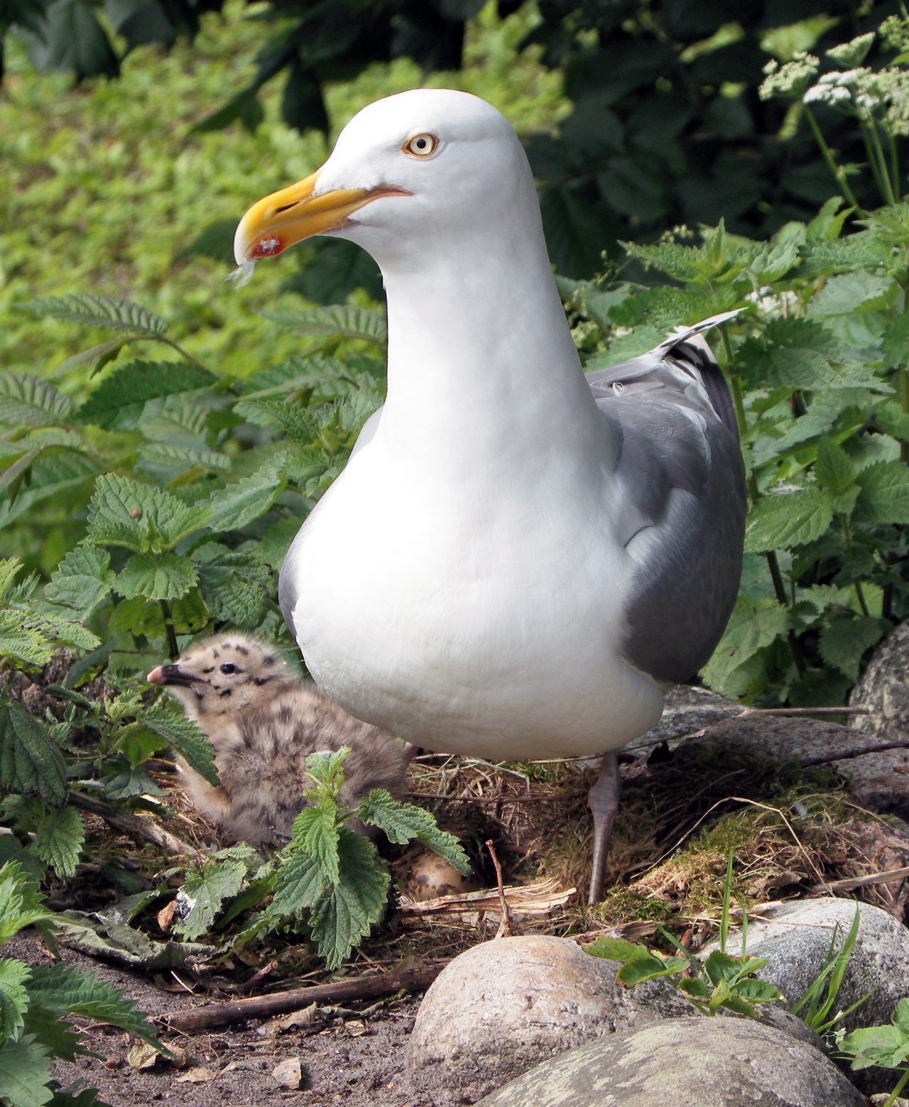 A Herring Gull stands guard over its well camouflaged chick. Photo by Per Andrén via Birdshare