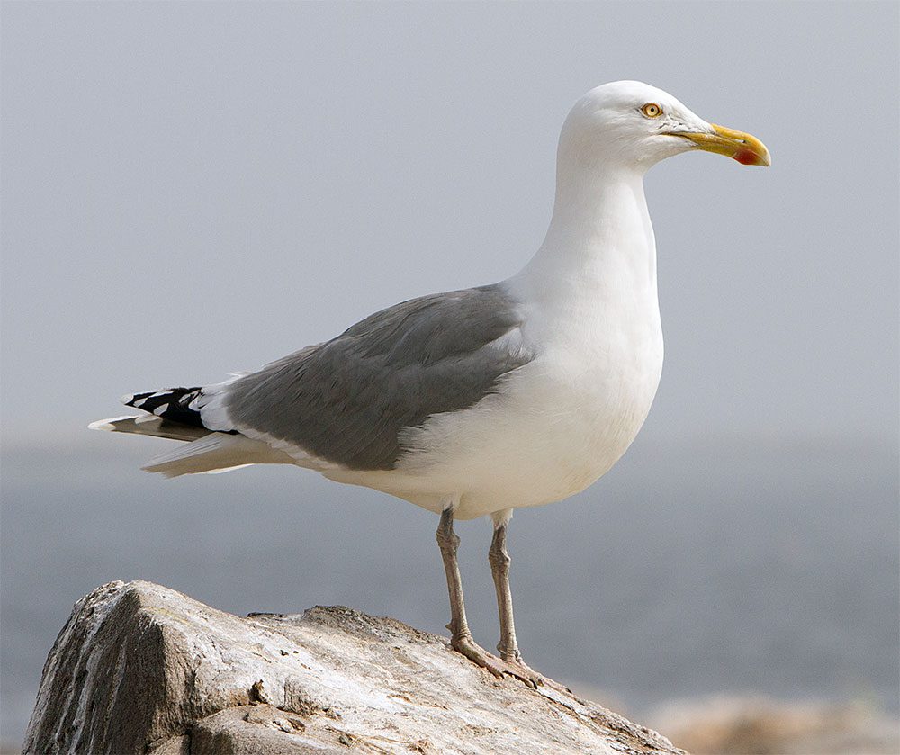 Gray and white bird with a yellow bill with a red dot on it, stands on a rock.