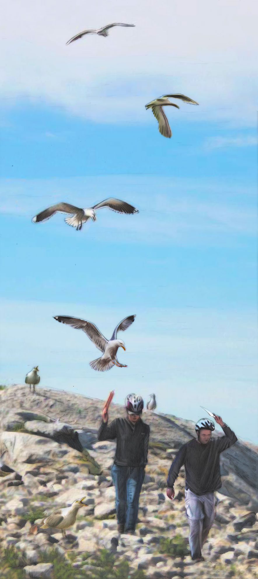 When an intruder to a colony is identified—be it a fox or a human—gulls will issue a series of YEOW calls that identify the threat, pinpoint its location, and call in a squadron of defenders to drive it off. Illustrations by Chloe Lam, Bartels Science Illustration Intern.