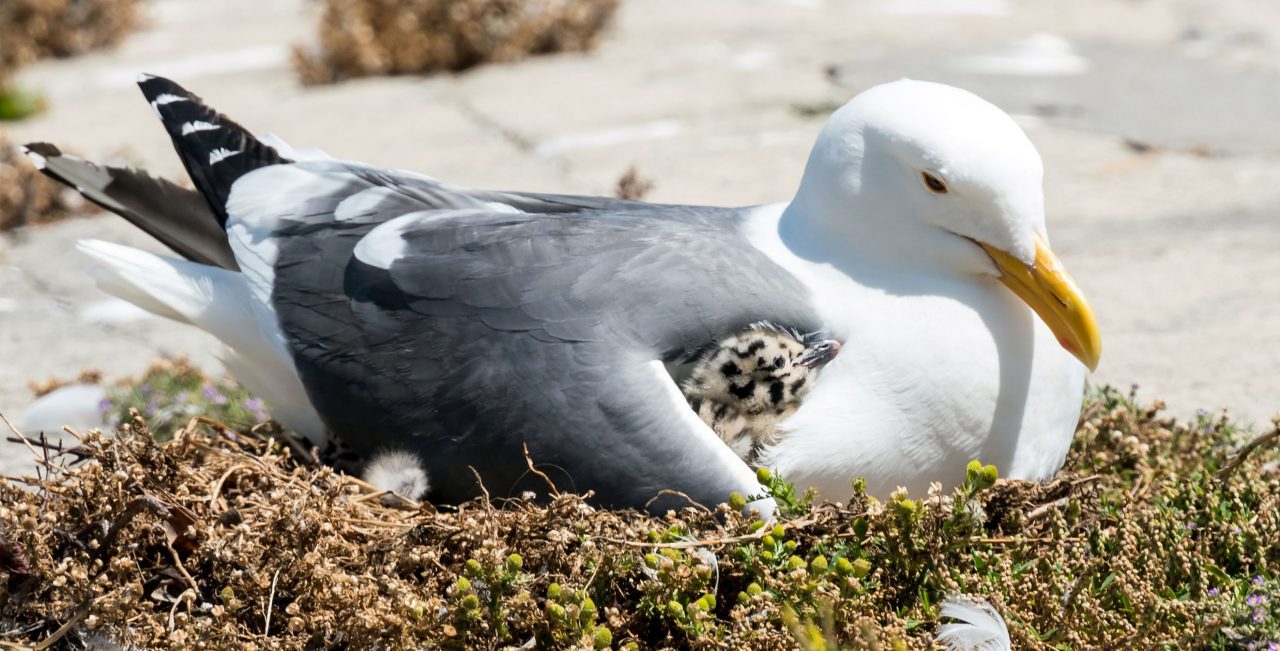 Gray-backed, yellow-billed gull nestles a tiny speckled chick under its wing.