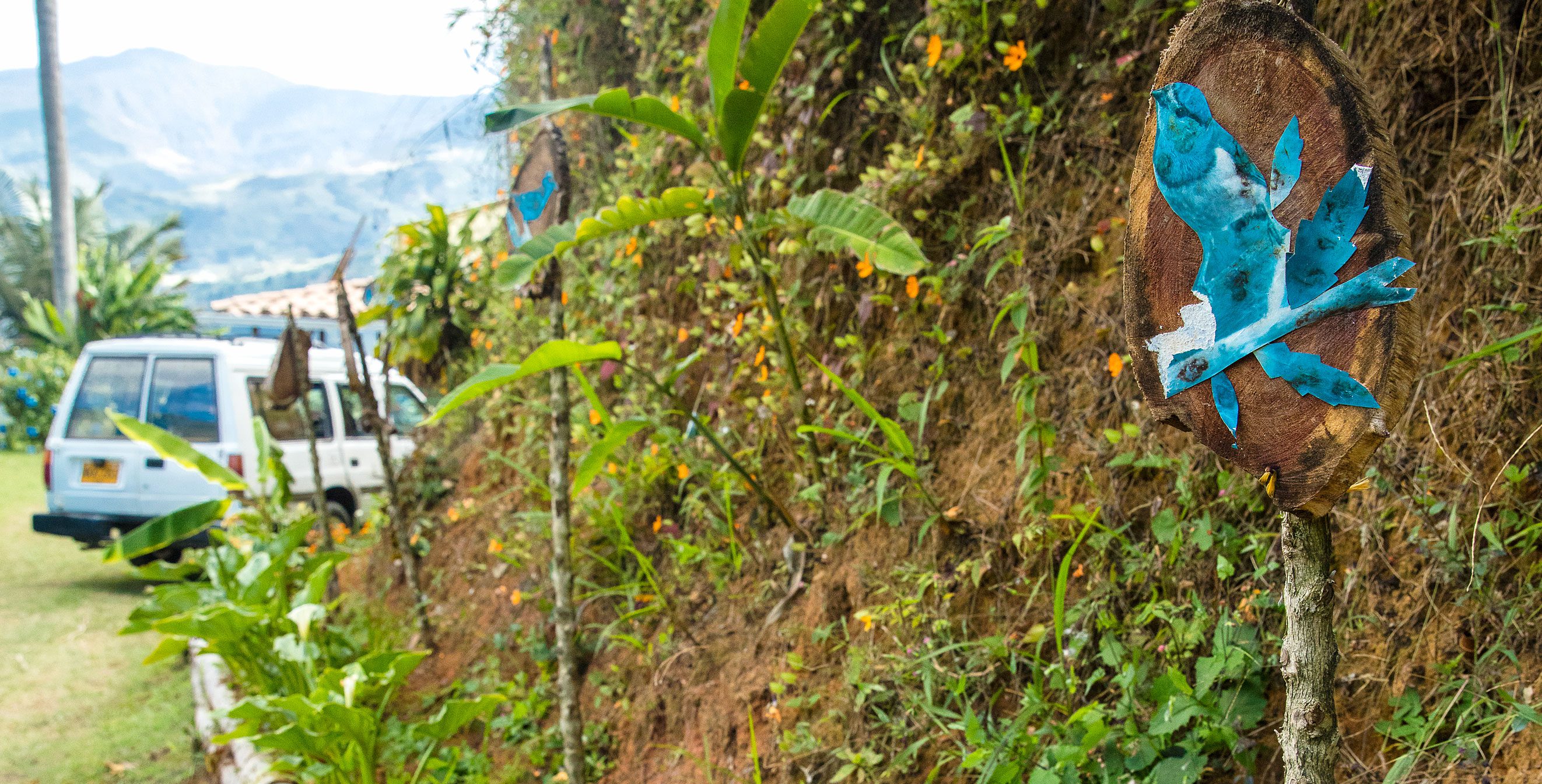 María Leticia Giraldo Marino adorned her coffee farm with her bird artwork. “Birds come here all the time, so I paint them as I see them,” she said. Marino’s farm manager, Jaime de Jesús Bustamante Montoya, says that birds keep him company when he’s out in the field picking coffee. Photo by Guillermo Santos