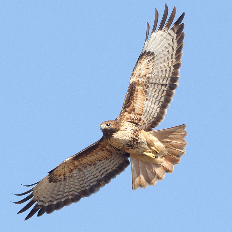 ID Tips for Raptor-Watching Season: Use Tail and Wing Shape | Living ...