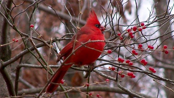 NOrthern Cardinal by James Holsinger, eBird