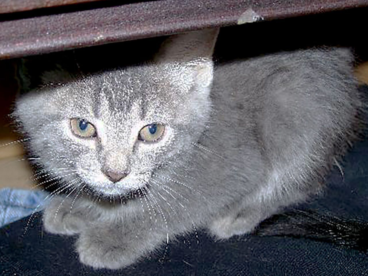 Can Trapping Cats Be Fear Free? Find Out Here