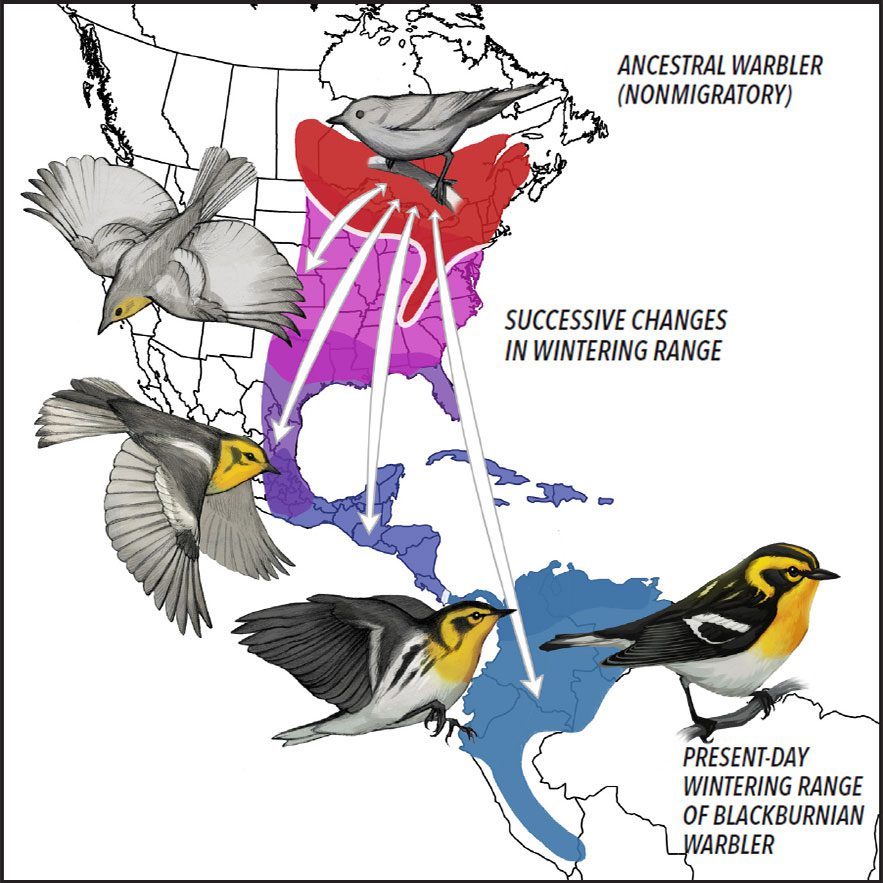 The Evolution of Bird Migration | Living Bird | All About Birds