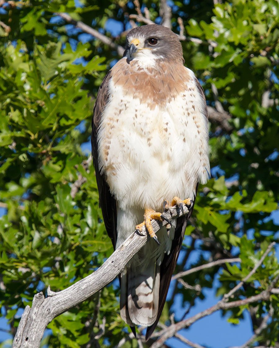 The Evolution of Bird Migration | Living Bird | All About Birds