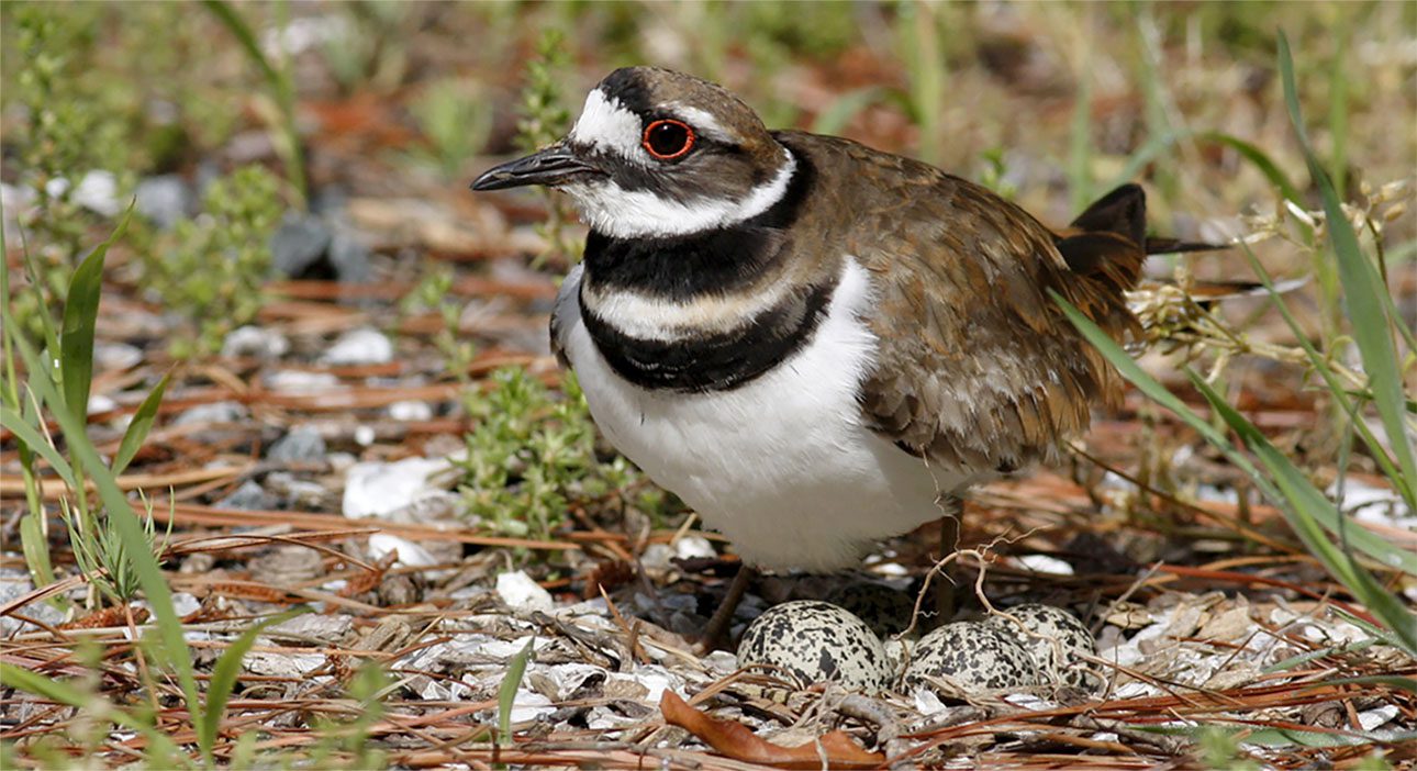 The Beauty and Biology of Egg Color | Living Bird | All About Birds