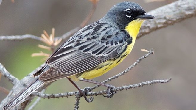 Kirtland's Warbler by Amanda Guercio/Macaulay LIbrary