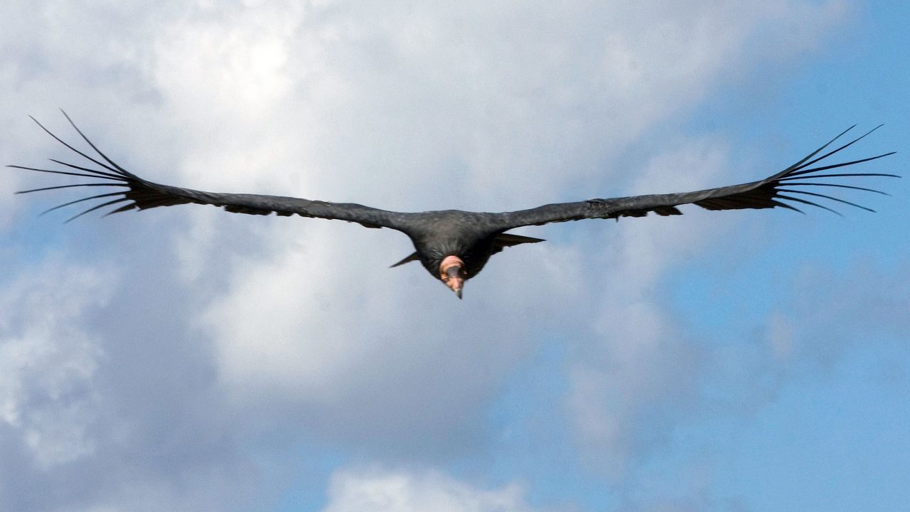 soaring California Condor by Gregory Smith