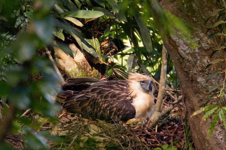 In The Aerie Of The Philippine Eagle 