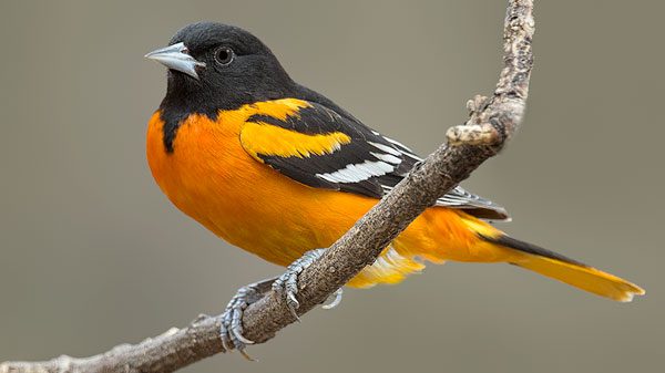 Scientists Say Oriole Hybridization Is a Dead End