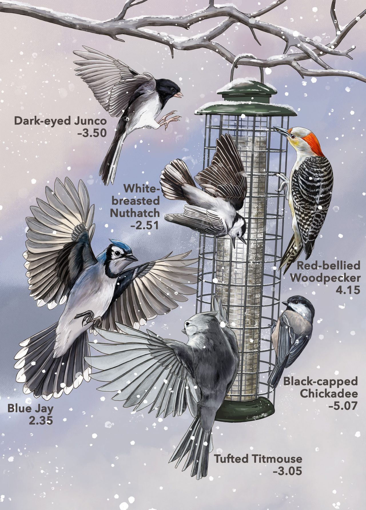 A Better Bird Scale for All Size Birds