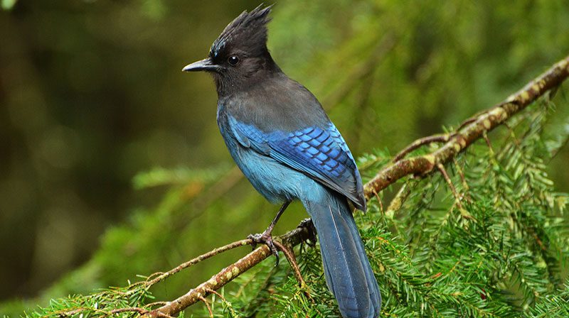 Steller's Jay by Jacob McGinnis via Birdshare