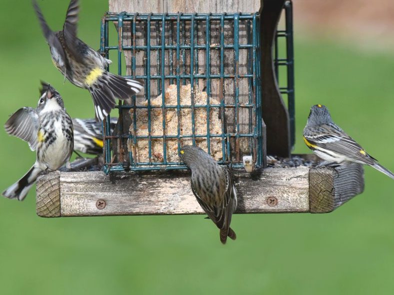 gray, white and yellow birds at a feeder