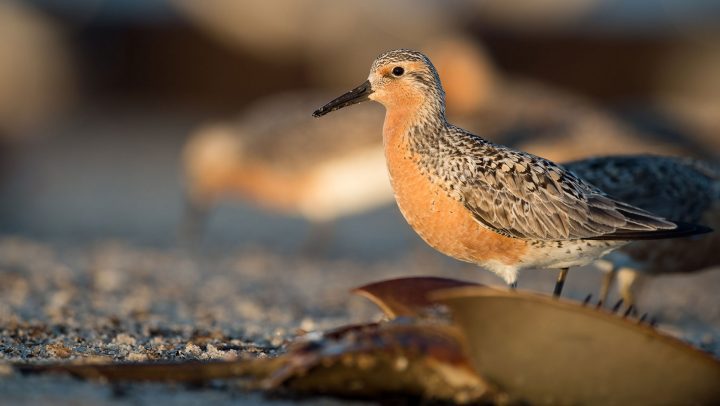 Losing Ground: What’s Behind the Worldwide Decline of Shorebirds ...