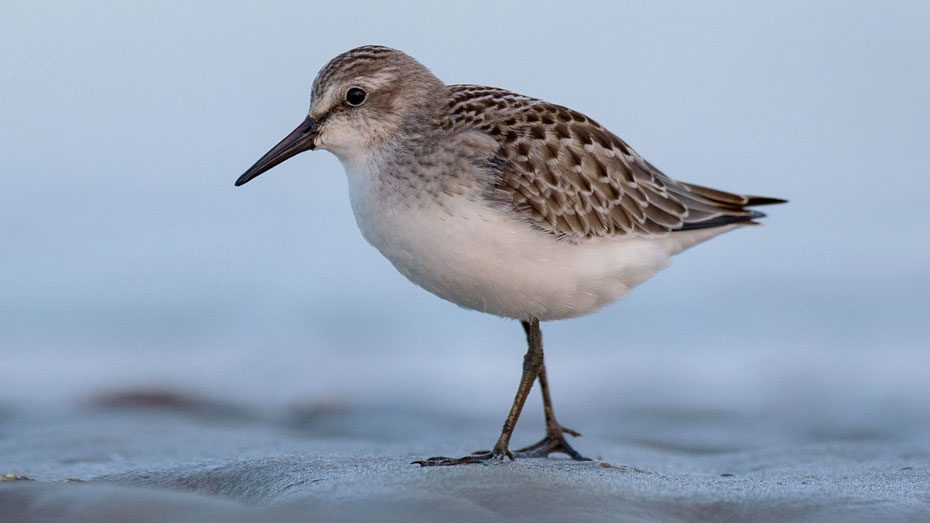 Popular Shorebird