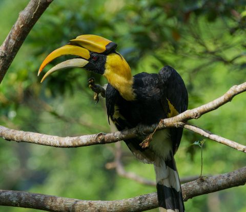 The Helmeted Hornbill Is a Living Treasure—and That’s a Problem ...