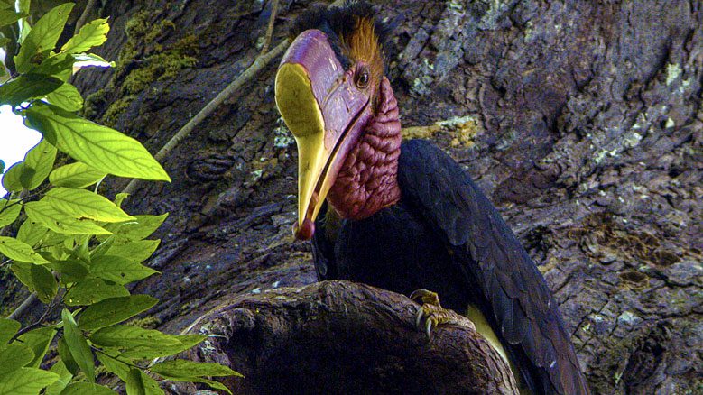 Helmeted Hornbill by Tim Laman.