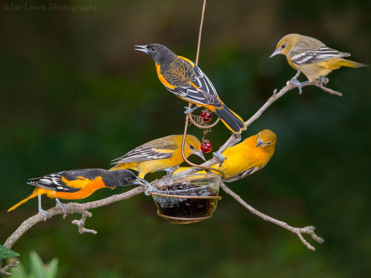 Why Do We Feed Birds—and Should We? A Q&A With the Experts