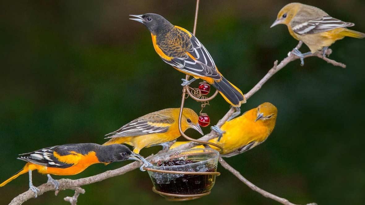 Why Do We Feed Birds—and Should We? A Q&A With the Experts