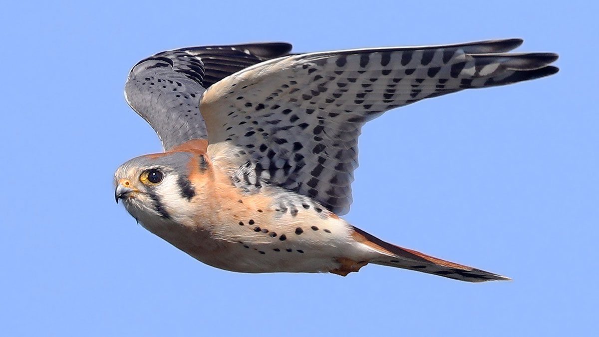 Getting smaller. American Falcon. Birds, small mammals.. Common Falcon.