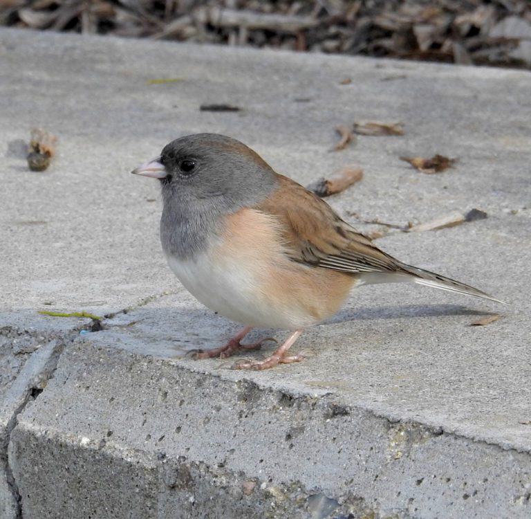 How Juncos Changed Their Migration, Behavior, and Plumage in a Matter ...