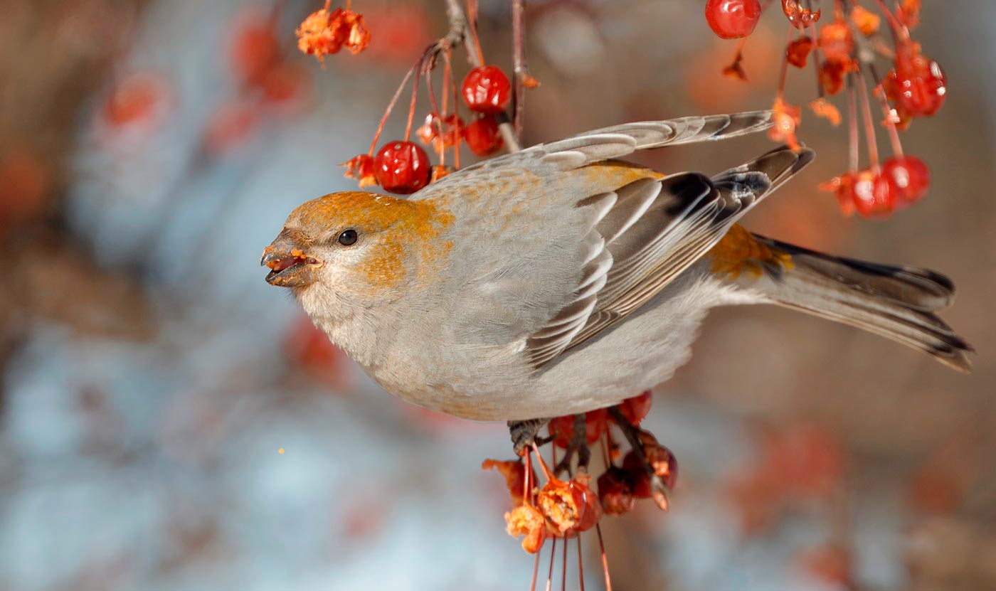 How Ron Pittaway Developed His Acclaimed Winter Finch Forecast All